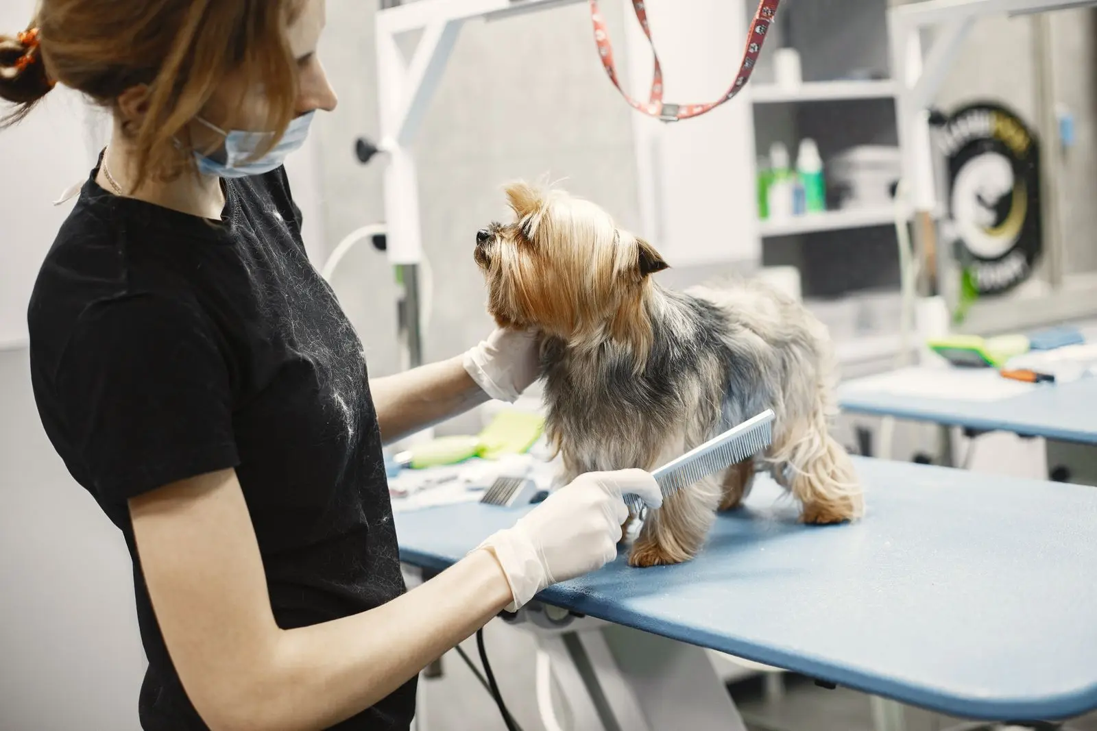 Aviso de pet pronto com foto: o detalhe que fideliza no banho e tosa